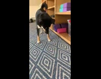 Dog tries to catch red laser rug