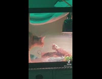 Cat climbs into lizards glass cage 
