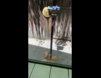 Squirrel slide down slippery pole with birdfeeder