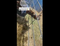 Horse laying on bucket sticks head through fence