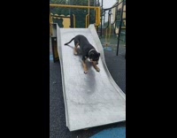 Large dog goes down metal playground slide