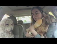 wiener dog wrapped around in buns sitting in car with owner next to white dog 