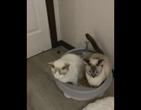 Cat joins sibling inside litter box 