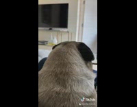 Pug dog taps paw glass table tail 