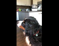 Saint bernard dog red collar tilts head 