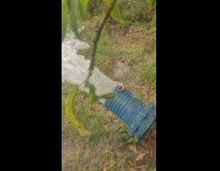 Lizard sip water coming out from pipe