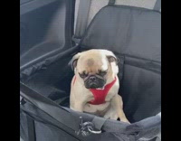 Pug dog red harness sits car seat