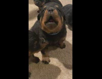 Collab BitchMP - Small black Rottweiler puppies howling and crying