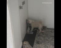 Dog snatches mail from door mail slot and rips newspapers to shreds