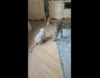 Collab ClipsIG - Tiny kitten keeps trying to hit big cat 