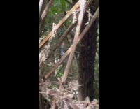 Man found stranger play bagpipes in woods