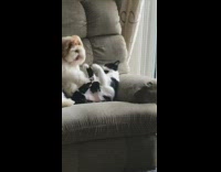 dog and cat on rocking chair