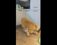 Large brown dog humps grey elephant toy 