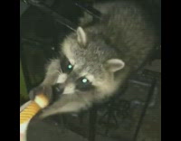 racoon taking bread away from guys hand 