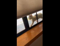 Collab Clips MPUGC - Cat stuck in between screen and window 