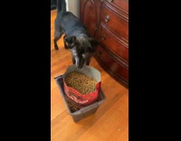 Collab Clips MPUGC - Dog eats straight out of bag