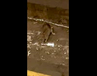 Collab winy - Rat on subway tracks with plastic bottle