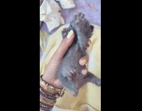 Small grey kitten held in hand many bracelets