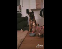 Collab BitchMP - Toy moose dog drops treat from mouth bowl