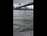 Small pumpkin seen on river below bridge
