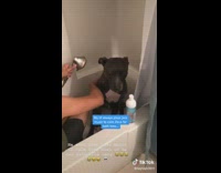 Collab Clips mpugc - Black dog shower jazz bathroom