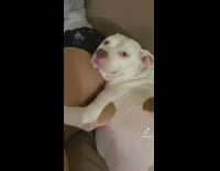 Dog laying on girls butt and leg on couch 