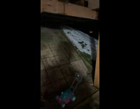 Dog sprints into glass door playing in snow