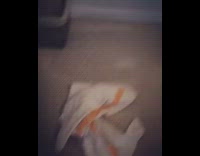 Collab KaleSaladIG - Dog slowly goes upstairs and reveals a mess in living room