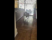 Boxer dog picks up bear doll and walks around while shaking butt