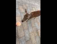 Deer bows to man for treat