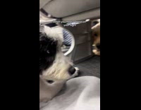 Dog staring under airplane seat