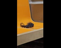 Hair extensions left on subway seat