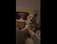 Dog gets pet on face with feet