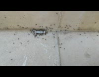 Black ants carry move dead lizard corpse