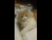 Girl pets cat laying down on book