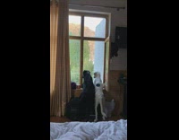 Two dogs stand and look out window 