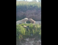 Two polar bears lick clean each others mouth