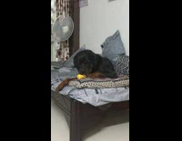 Dog laying on bed chews toy while other dog lays underneath bed