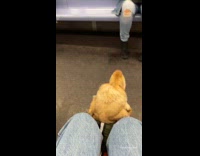 Guy riding subway wears clear bubble helmet 