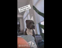 Dog hits high note in song