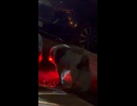 Dog collar with lights at parking lot