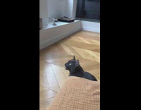 Black cat yawns slow motion white bench