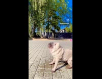 Drenched Pug Shakes off Water from Body