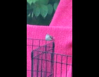 Hummingbird showering at submitter sprinkler