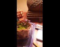 DIY plant with free materials used