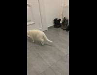 White cat meows near door 