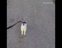 Brown white bunny rabbit purple harness walk