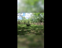 Dog does great job being goal keeper