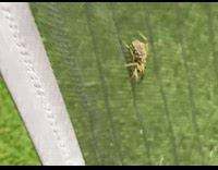 Spider crawls on the net with eggs on its back
