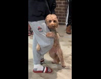 Dog hugging owners leg 